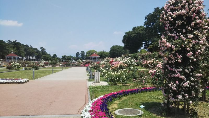 敷島公園ばら園