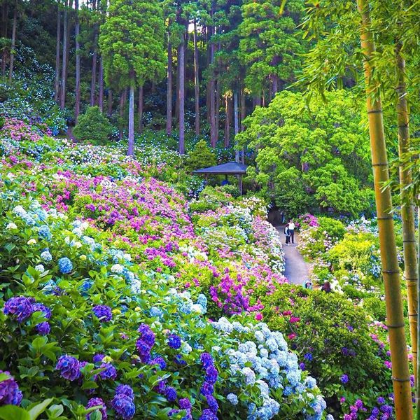 服部農園あじさい屋敷