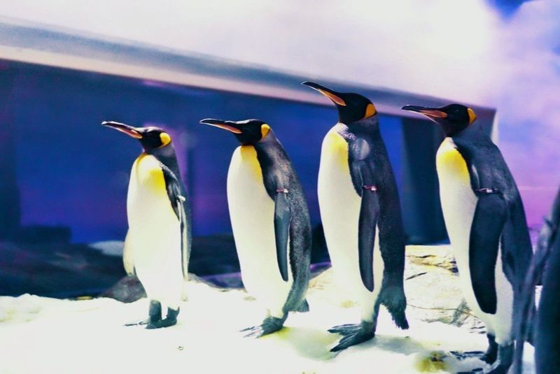 島根県立しまね海洋館アクアス