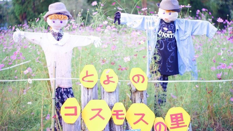 とよのコスモスの里