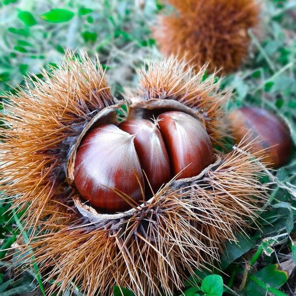 高島市マキノ農業公園マキノピックランド