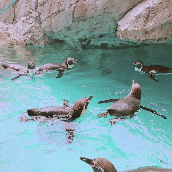 長崎ペンギン水族館