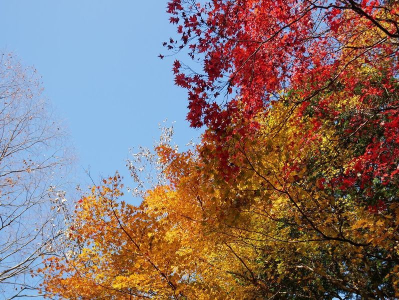 日光田母沢御用邸記念公園