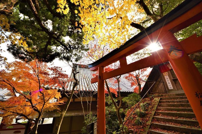 柳谷観音楊谷寺