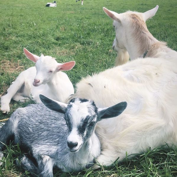 蔵王ハートランド