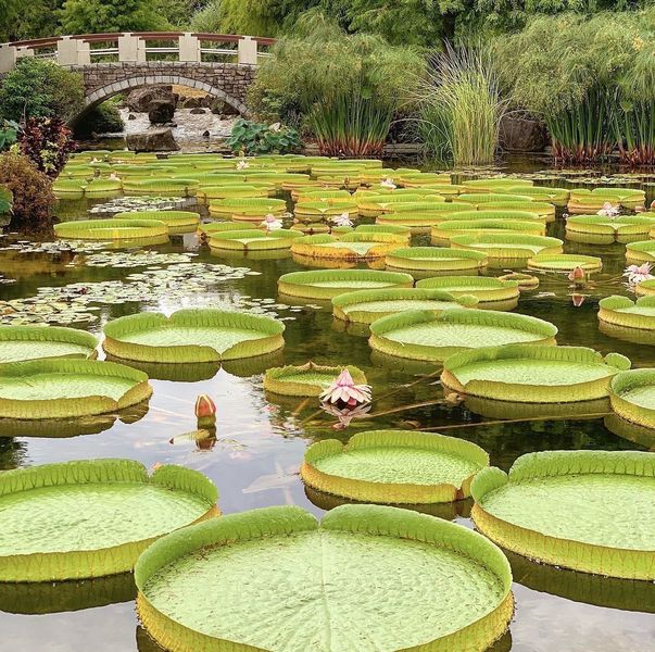 水生植物公園みずの森