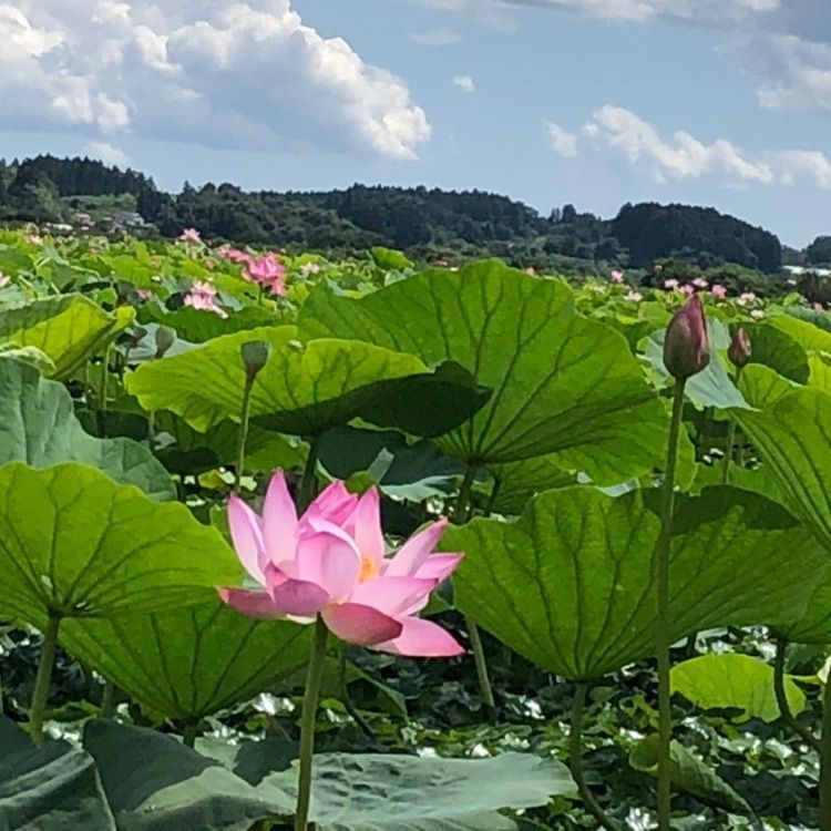 伊豆沼・内沼サンクチュアリセンター
