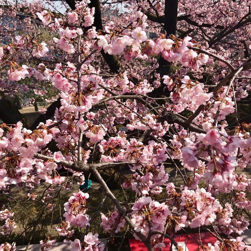 密蔵院（埼玉県川口市）