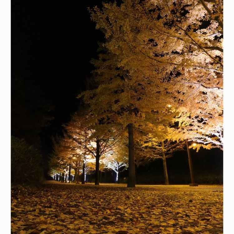 あづま総合運動公園