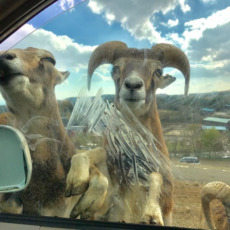 東北サファリパーク