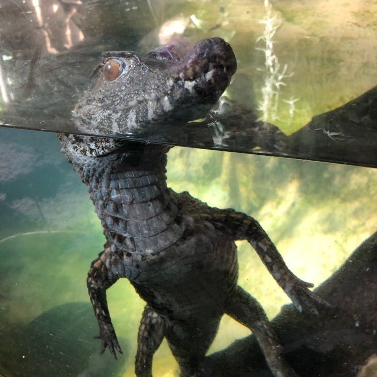 那須どうぶつ王国