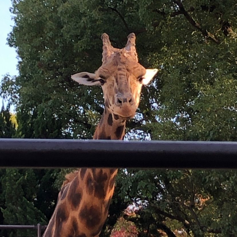 姫路市立動物園