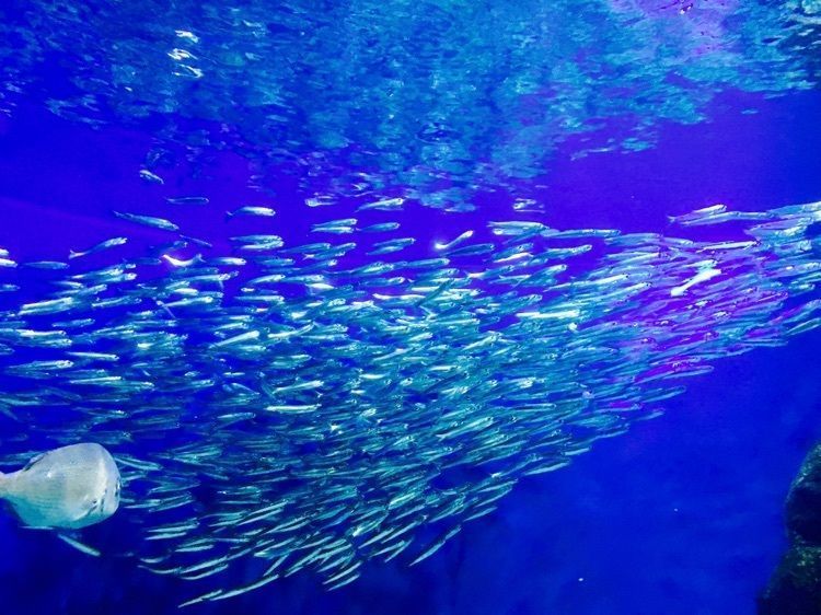 マリホ水族館 広島市 その他 Aumo アウモ