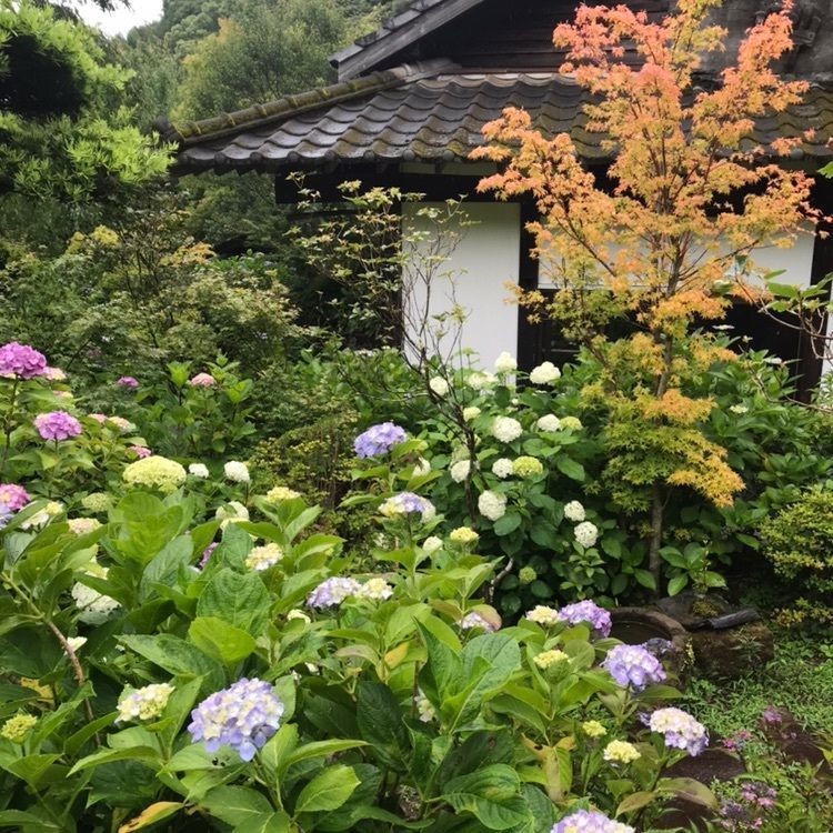 東雲の里あじさい峡