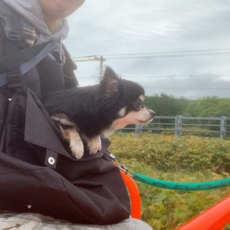 トロッコ王国美深