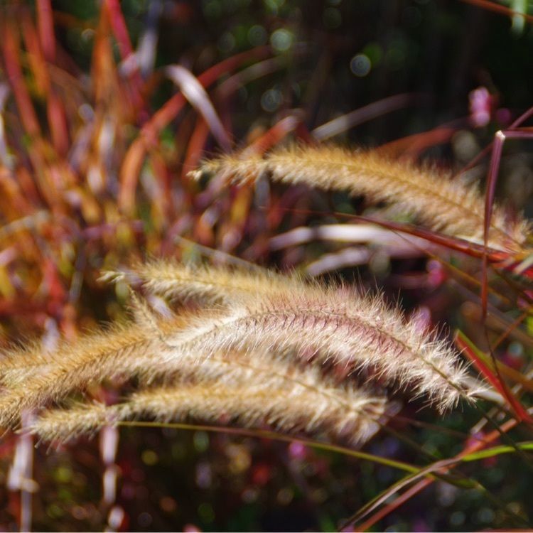 フラワーパーク江南