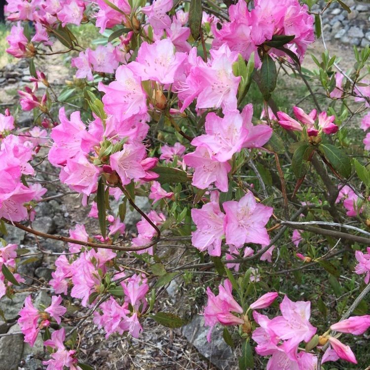 花のじゅうたん