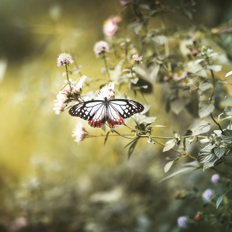 北川村「モネの庭」マルモッタン