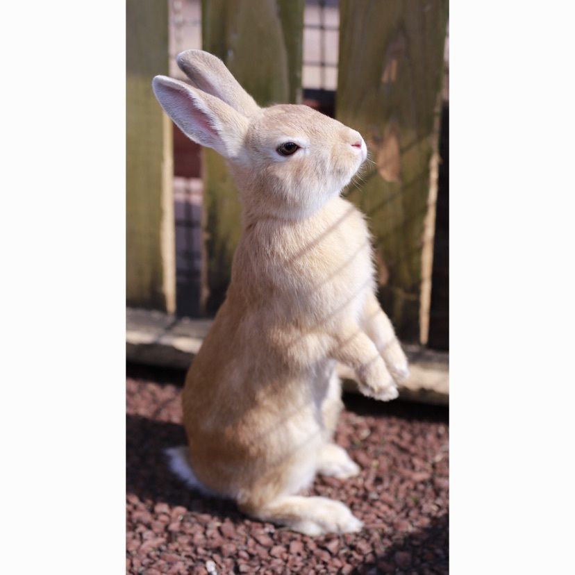 らくのうマザーズ阿蘇ミルク牧場