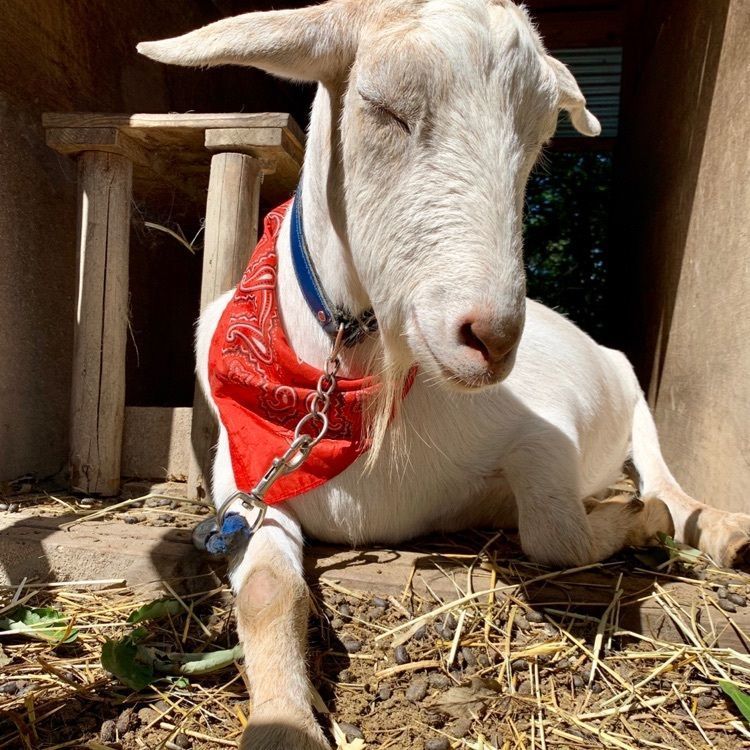 森林ノ牧場 那須