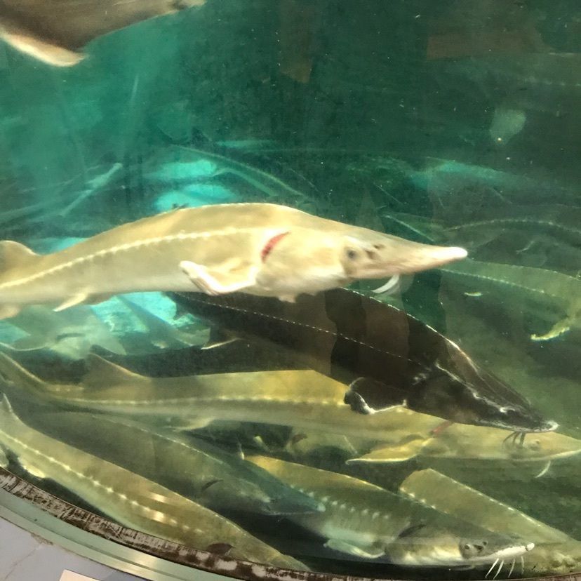 美深チョウザメ館