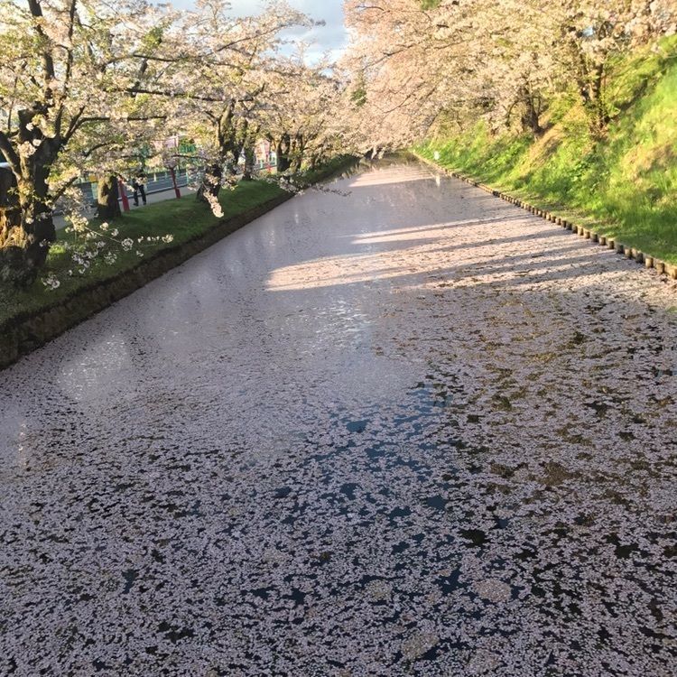 弘前公園の桜