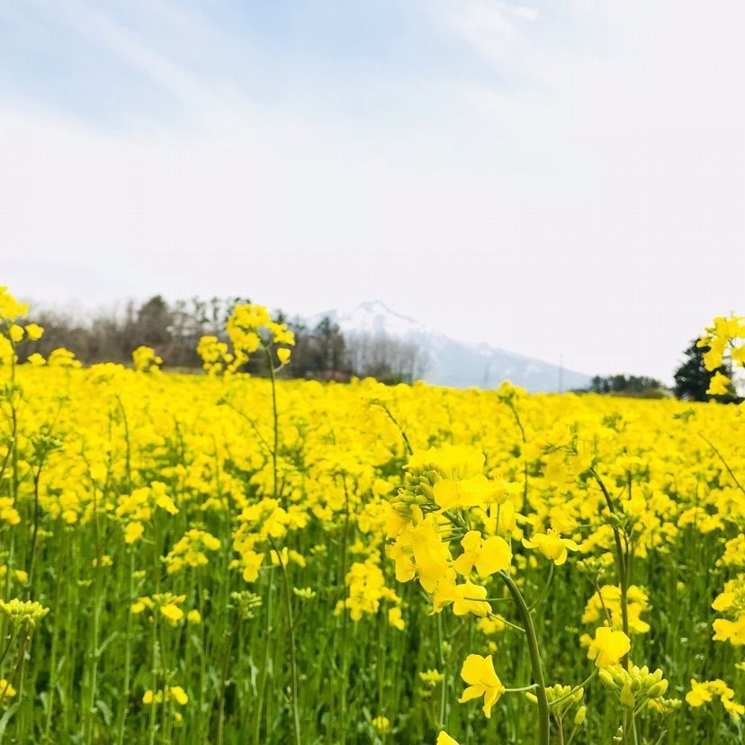 アビタニアジャージーファーム