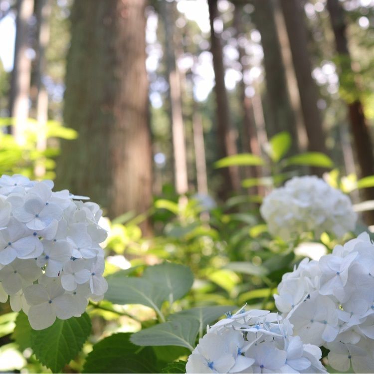 みちのくあじさい園
