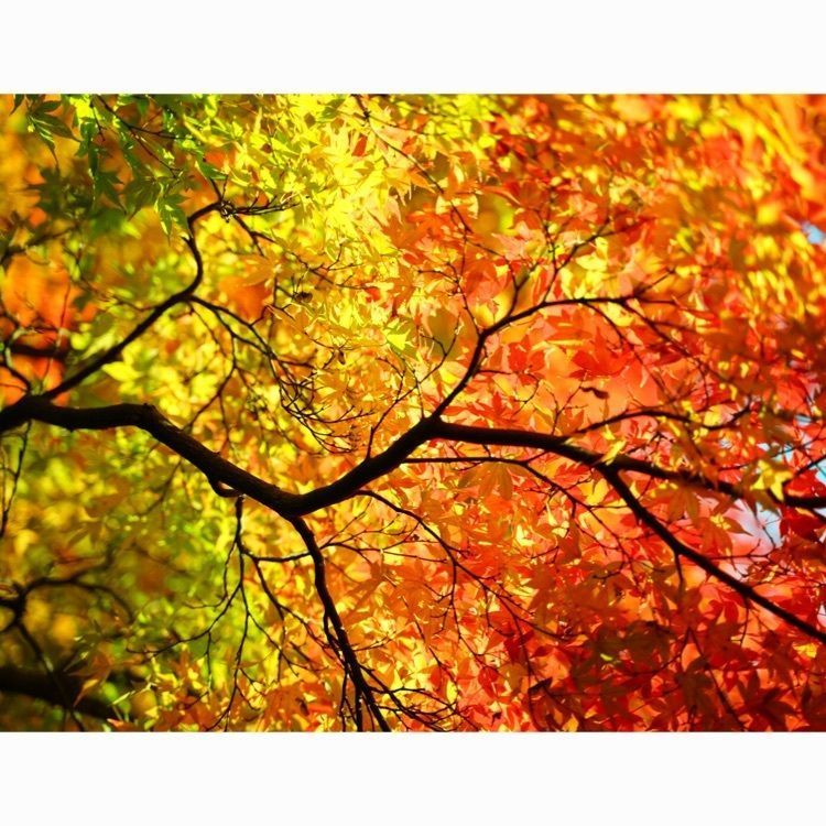 福島県立霞ヶ城公園（国指定史跡二本松城跡）