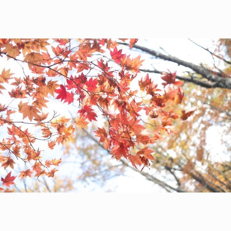 観音沼森林公園