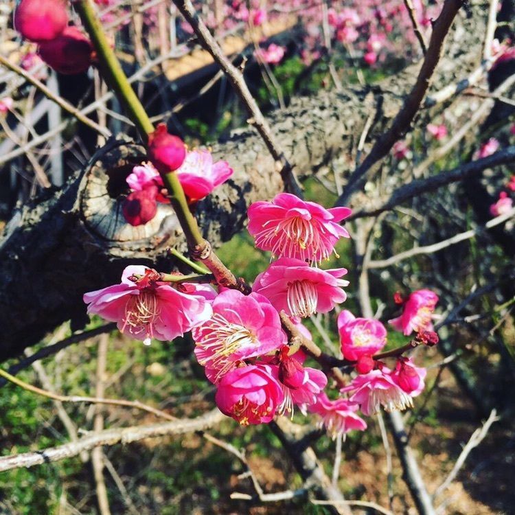 池上梅園