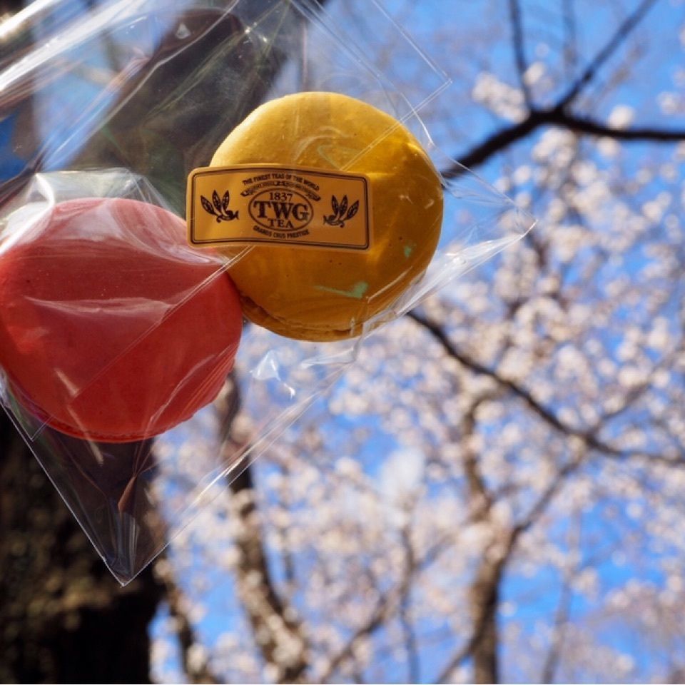 飛鳥山公園の桜