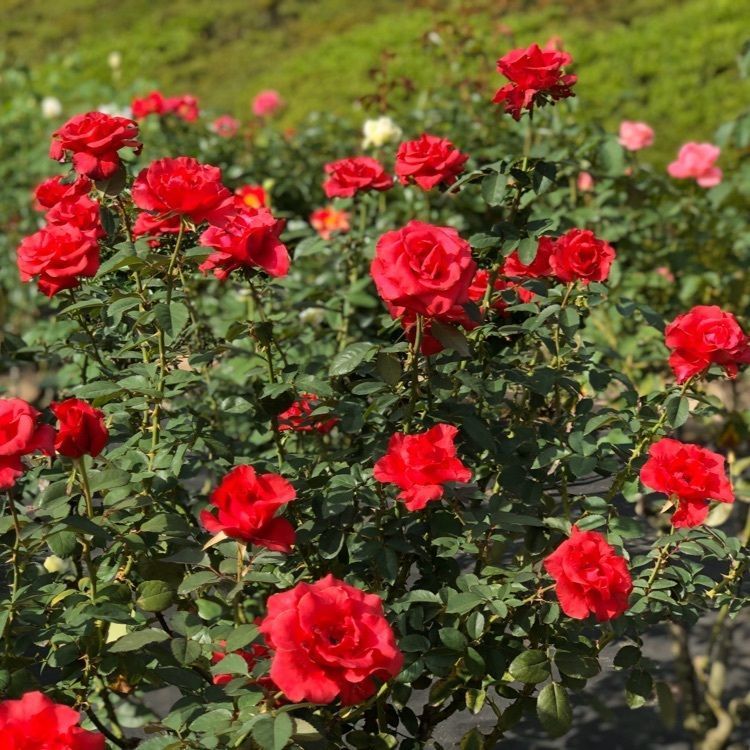 旧古河庭園のバラ