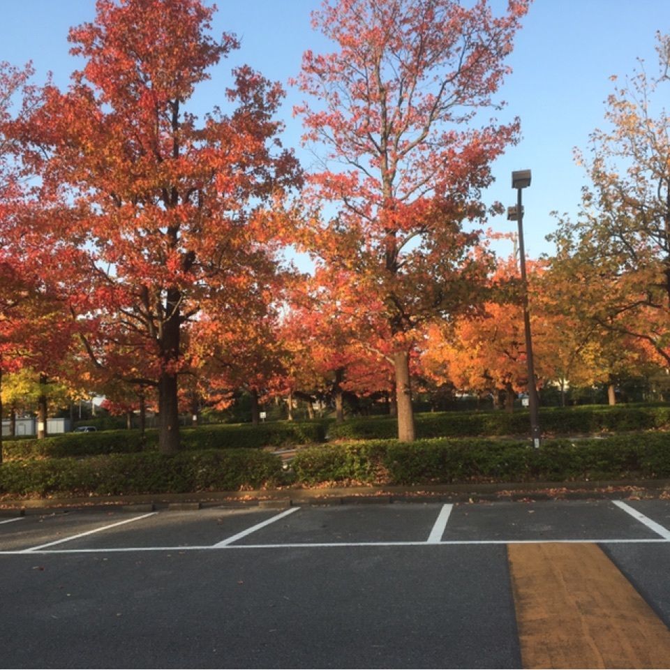 ポプラ並木（水元公園）