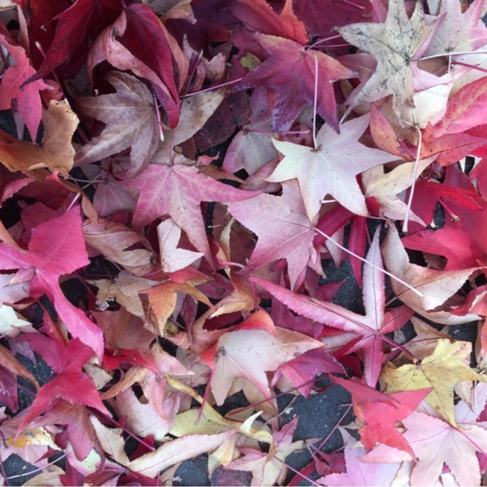 オニバス(水元公園)