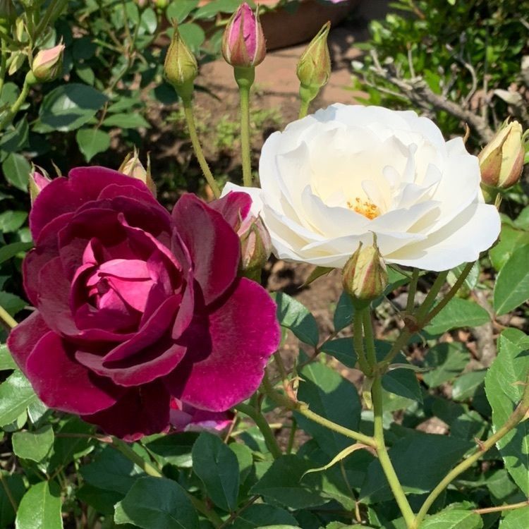 栗の里ローズガーデン