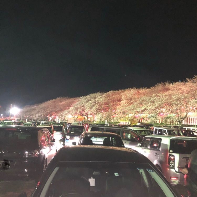 権現堂堤の桜