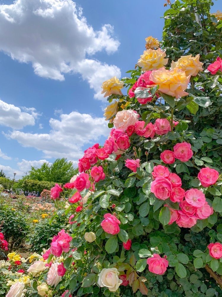 伊奈町制施行記念公園