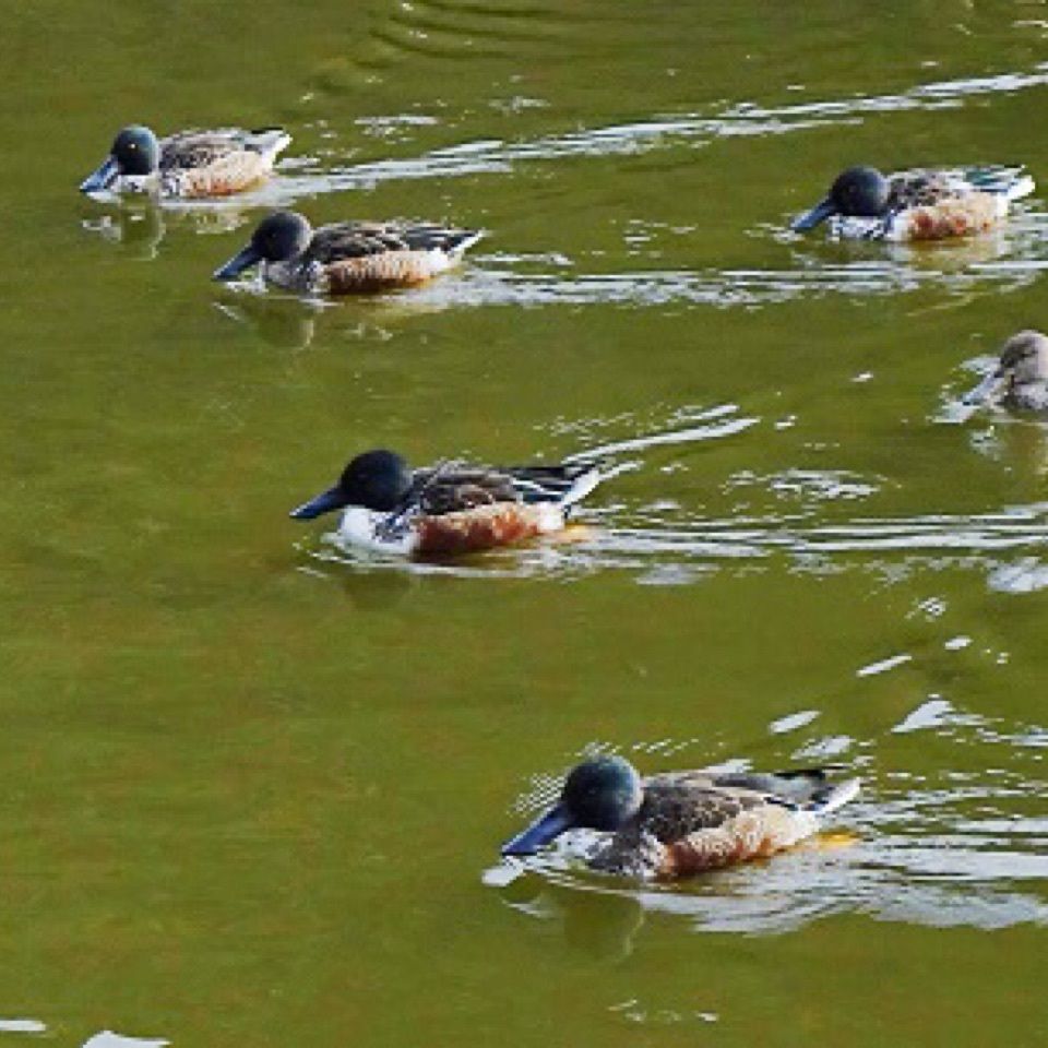 坂田ヶ池総合公園
