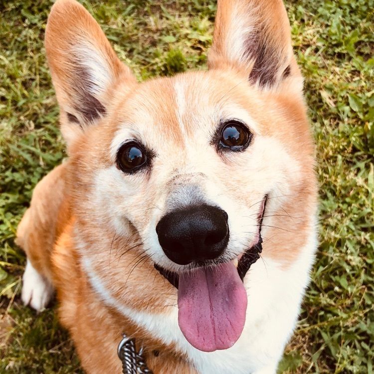 読売巨人軍発祥の地記念碑