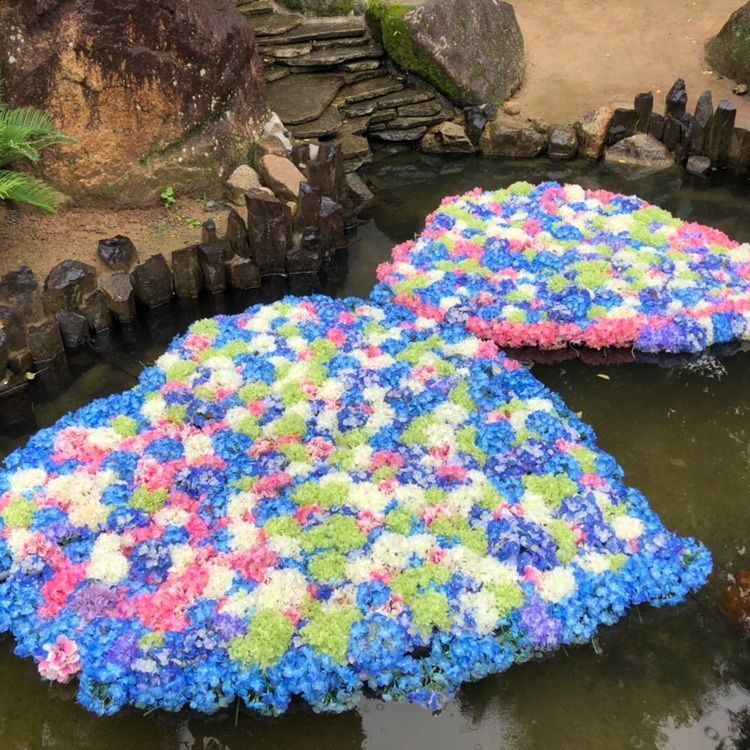 雨引観音のあじさい