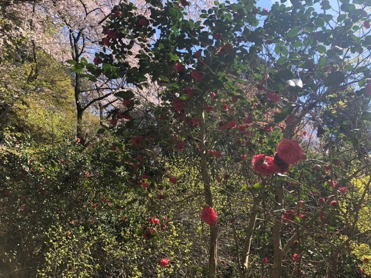 王地山公園の桜