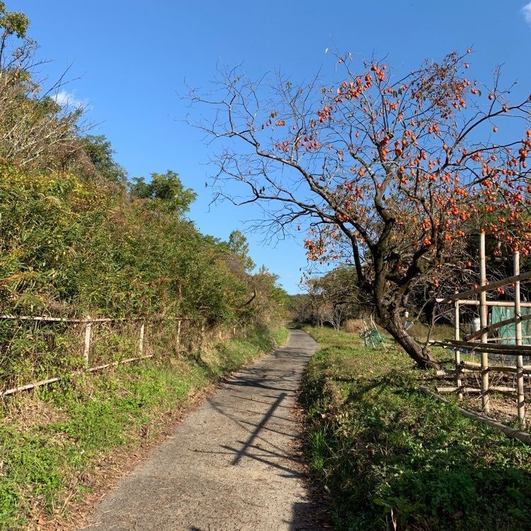 桜づつみ「木津川・緑と水辺のやすらぎ回廊」