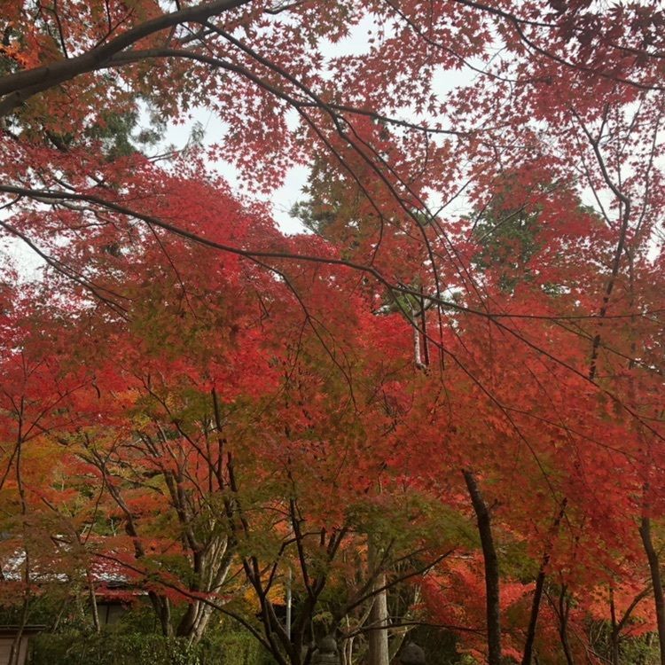 大原野神社