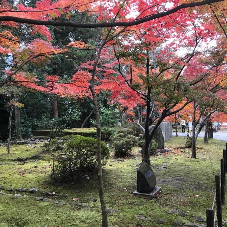 光明寺のもみじ