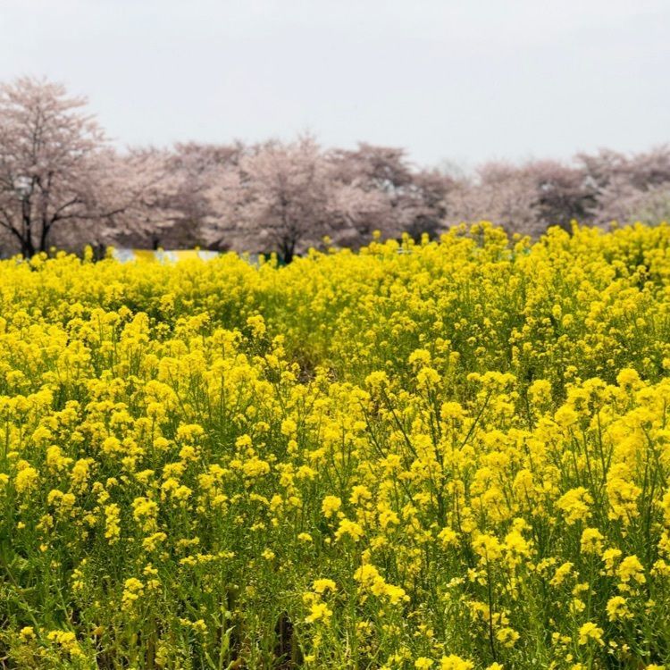 赤城南面千本桜
