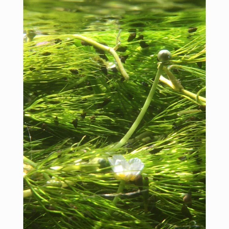 醒井・地蔵川の梅花藻