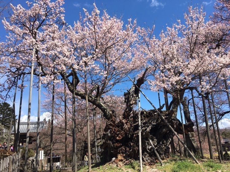 山高神代桜