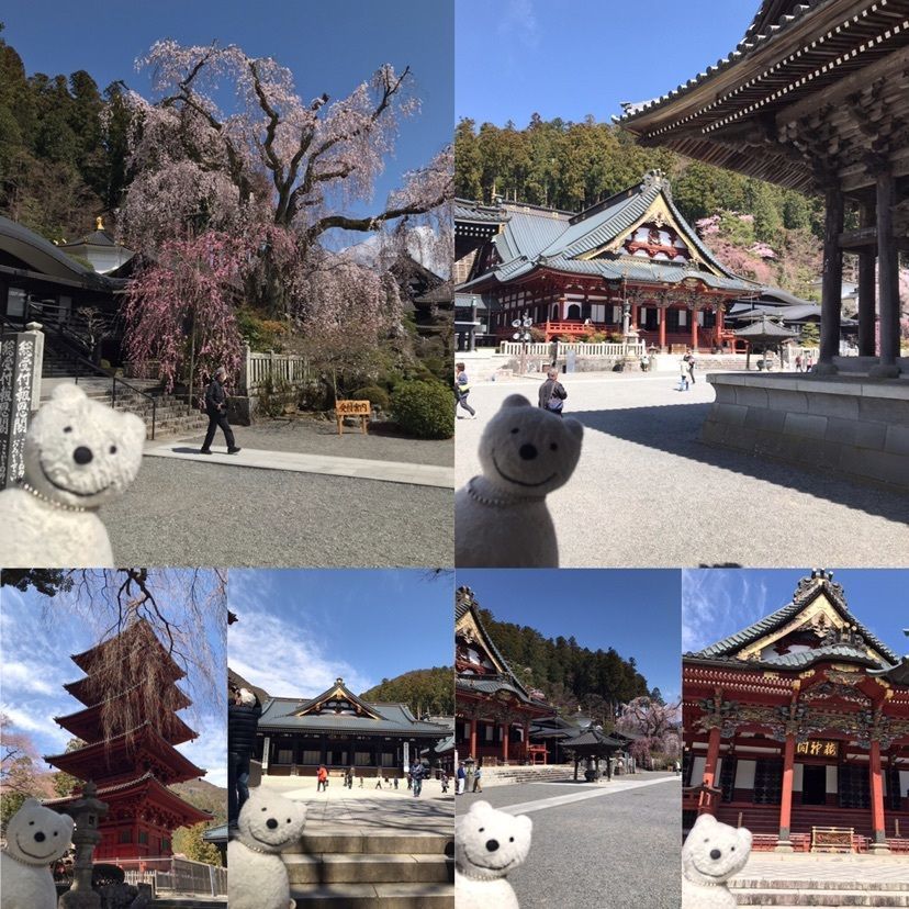 身延山久遠寺のシダレザクラ