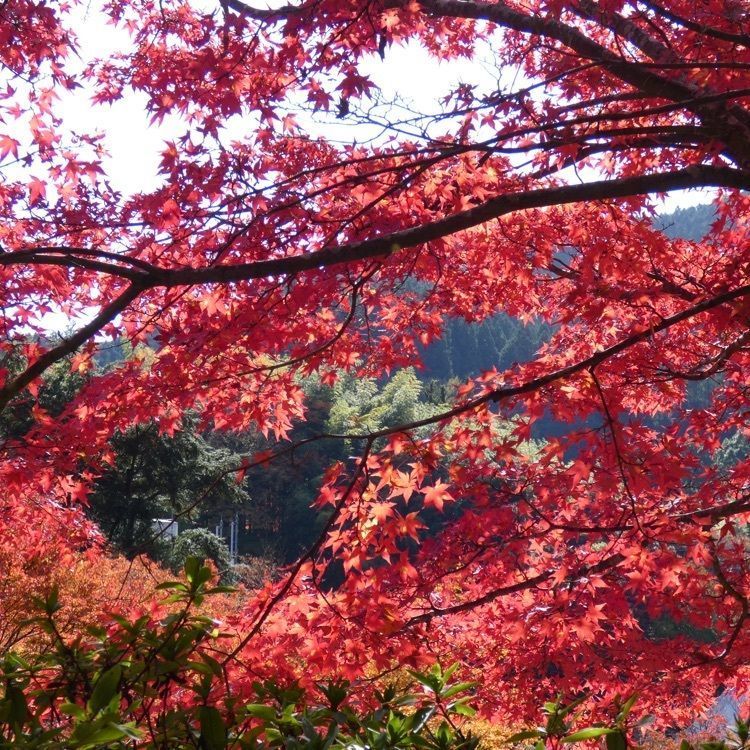 談山神社の紅葉